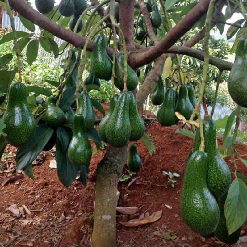 Alpukat Aligator Jumbo, Siap Berbuah