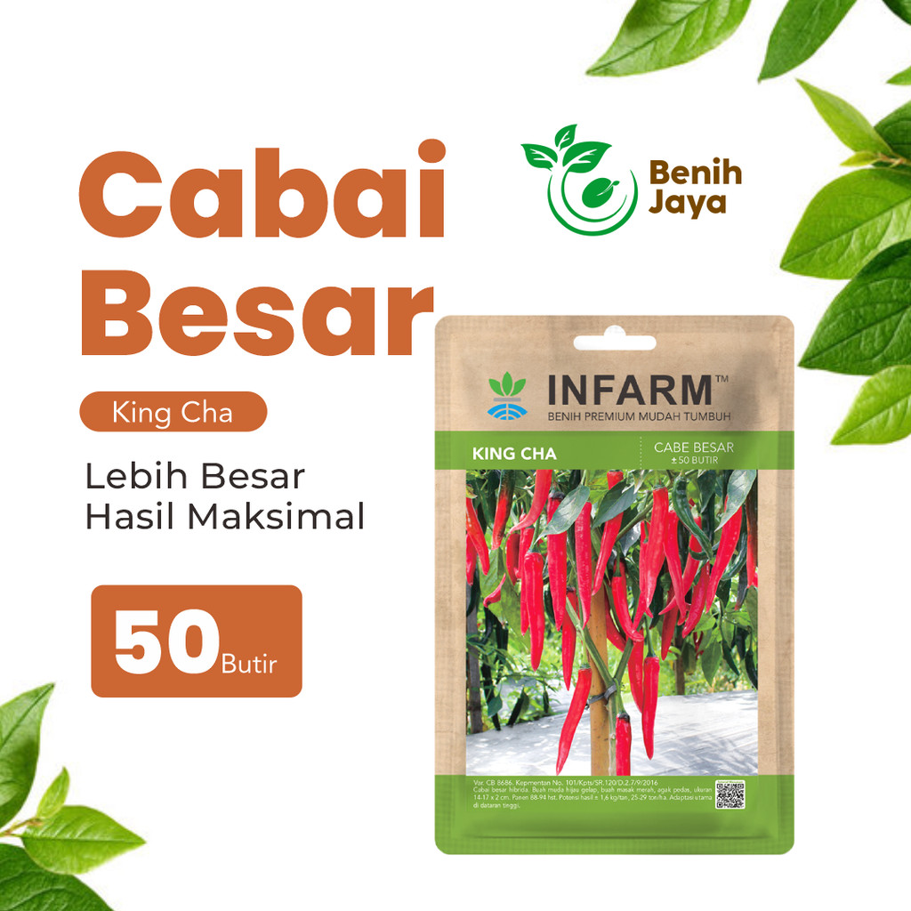 BENIH JAYA - Benih Cabai Merah Besar King Cha, Benih Unggul Cabe Merah Besar Bibit Super Cabe Merah