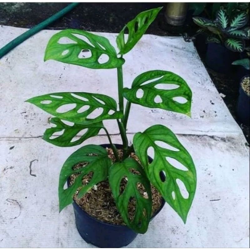 Tanaman Hias Monstera Janda Bolong Asli Segar