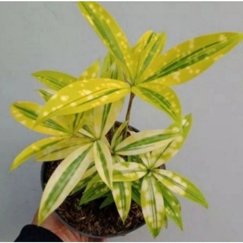 tanaman hias bambu drasena jepang/bambu kuning