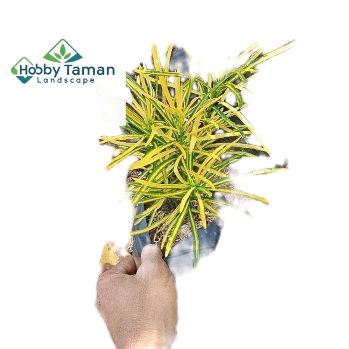 tanamanhias puring teri - tanaman puring - puring teri Hijau