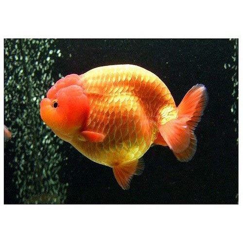 Ikan mas koki Ranchu 4-5 cn rw red white