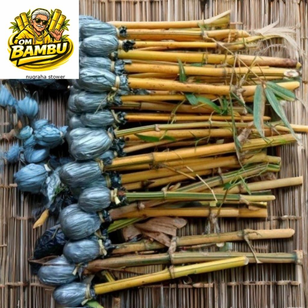 Bibit Bambu Kuning Bibit bambu kuning mini isi 5pcs  bambu pilihan