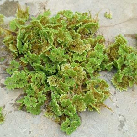 Azolla Segar Pilihan – Pakan Ikan, Bebek & Ayam