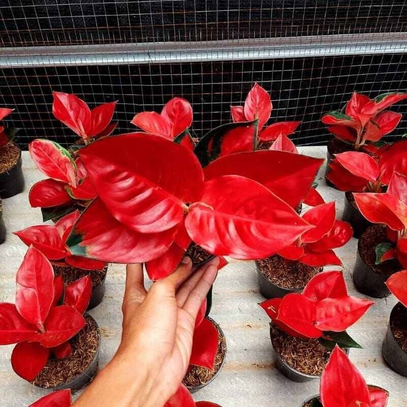 ( GRATIS ONGKIR ) anakan aglonema suksom jaipong red