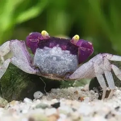 Kepiting Orchid Vampire Crab / Vampire Crab Ungu