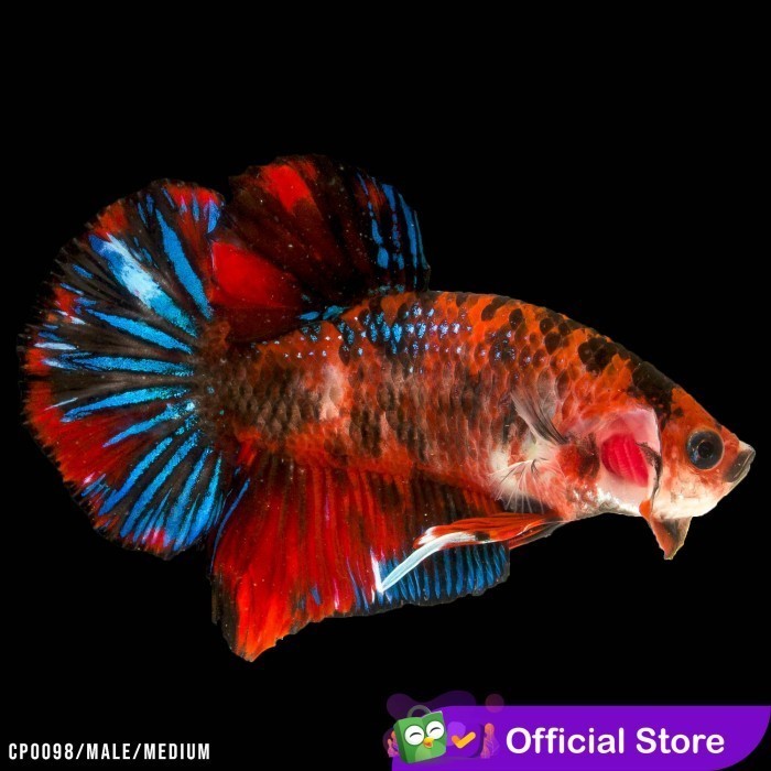 Cupang Hias Koi Galaxy Male / Betta Fish Plakat