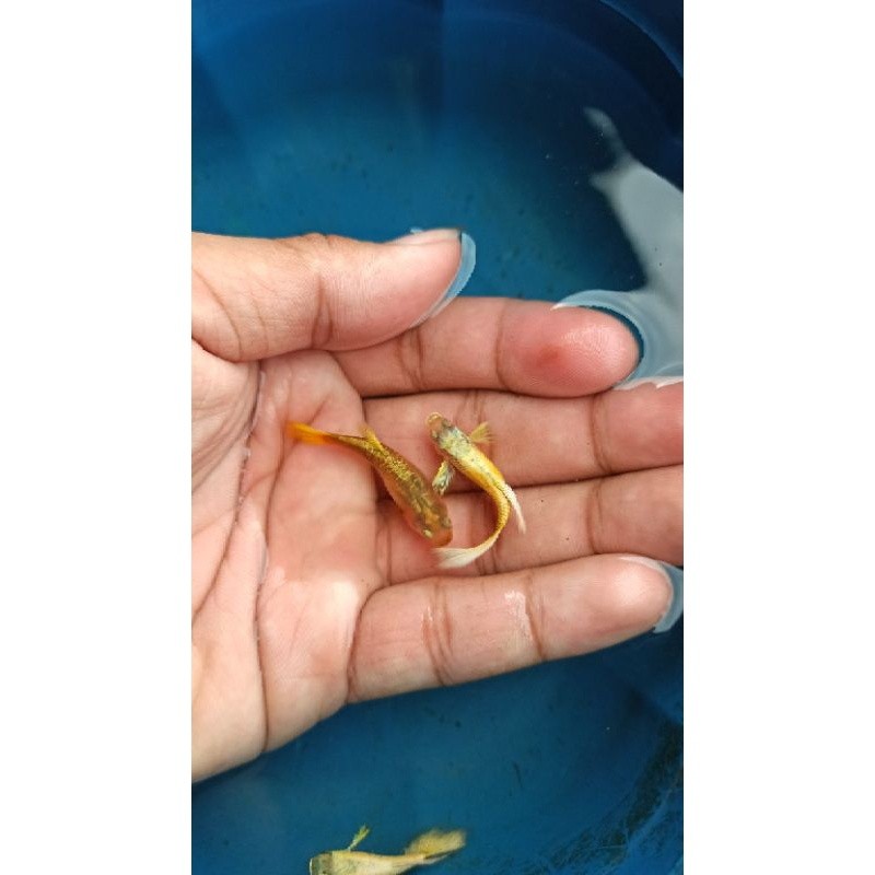 Hiasaan aquarium Jantan (Guppy Super Full Gold)