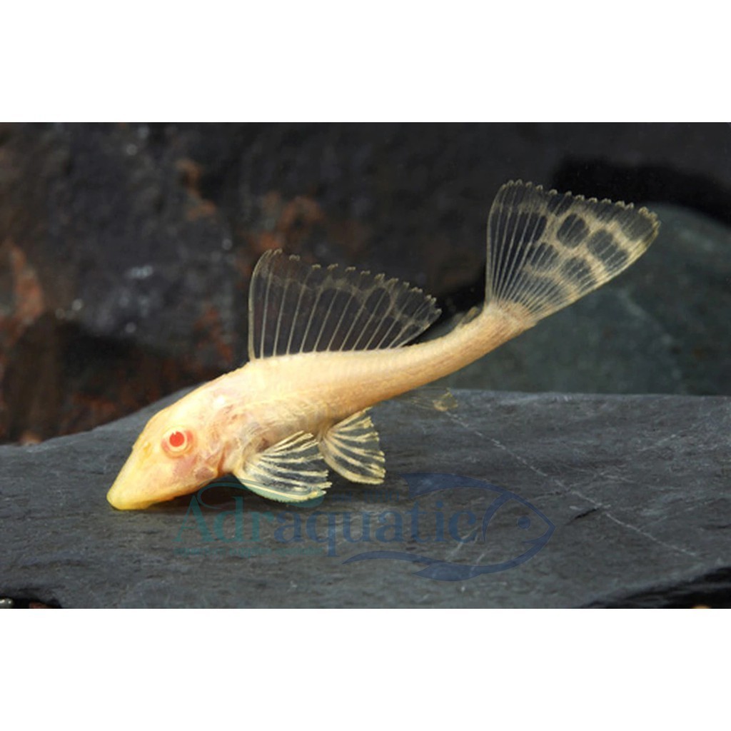 (IUKURAN SAMPAI 15 CM ) IKAN HIAS SAPU-SAPU PEMBERSIH ALBINO ALGAETER ALGAE EATER PLECO AIR TAWAR AQ