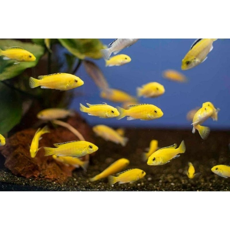 Ikan Lemon ISI 4 Kuning / Ikan Hias Akuarium Air Tawar 1inch
