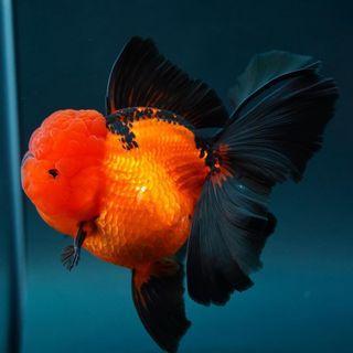 ikan mas koki oranda black bg 6-8 cm gold rosetail fancy gen import thailand