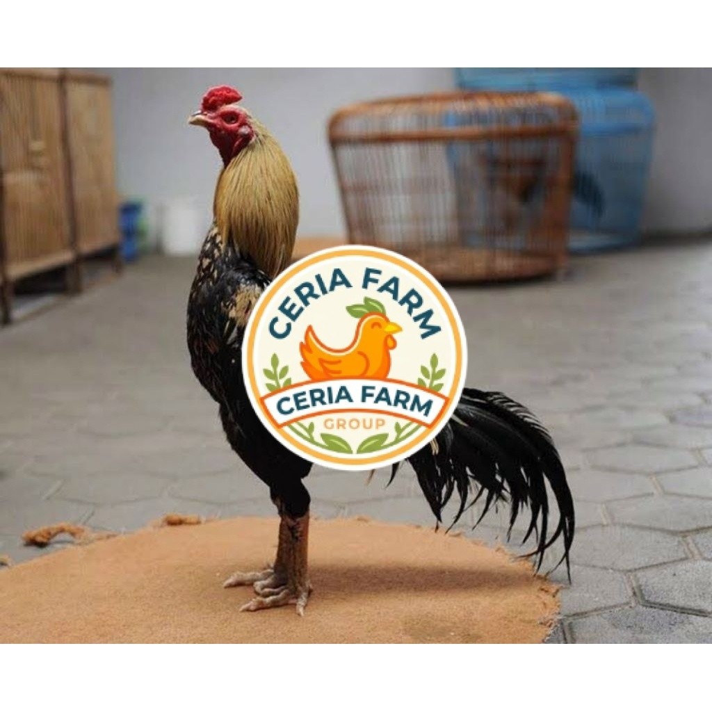 Telur Ayam Pama Ninja Petarung Asli Untuk Ditetaskan CERIA FARM GROUP