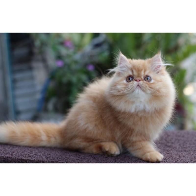 kucing Persia peaknose gembul
