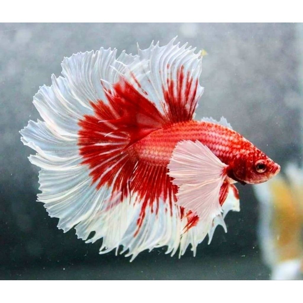 DEKORASI Cupang Halfmoon Rosetail Dumbo Ear