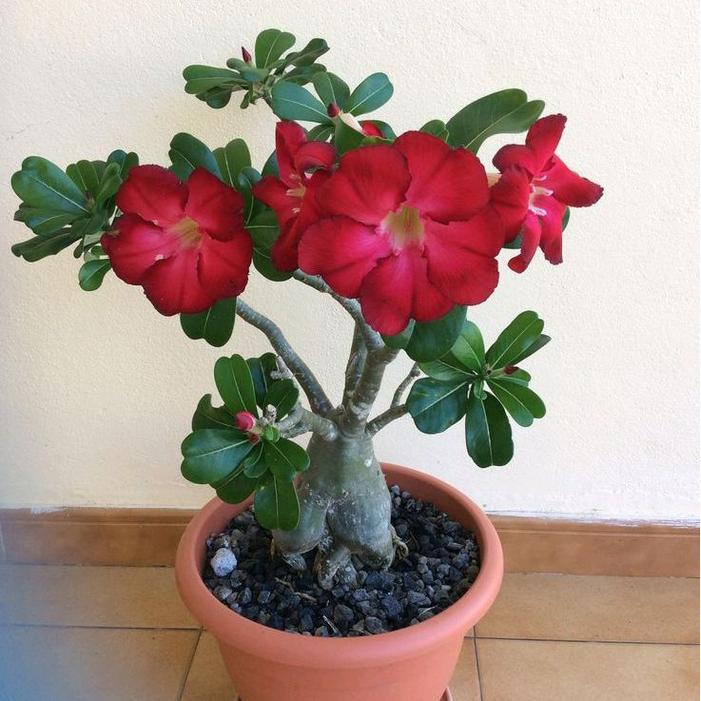 ( PAKET 10 PCS ) Paket Hemat 10 Pcs Tanaman Hias Adenium Obesum Bunga Tumpuk - Bibit Tanaman Hias Ad