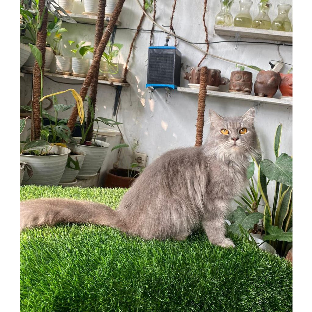 Kucing Persia Kitten Anak Kucing Lucu Cantik