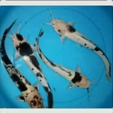 ( PAKET ISI 4 )lele albino belang / ikan lele totol putih 6-7 cm / lele hias ikan lele hitam putih