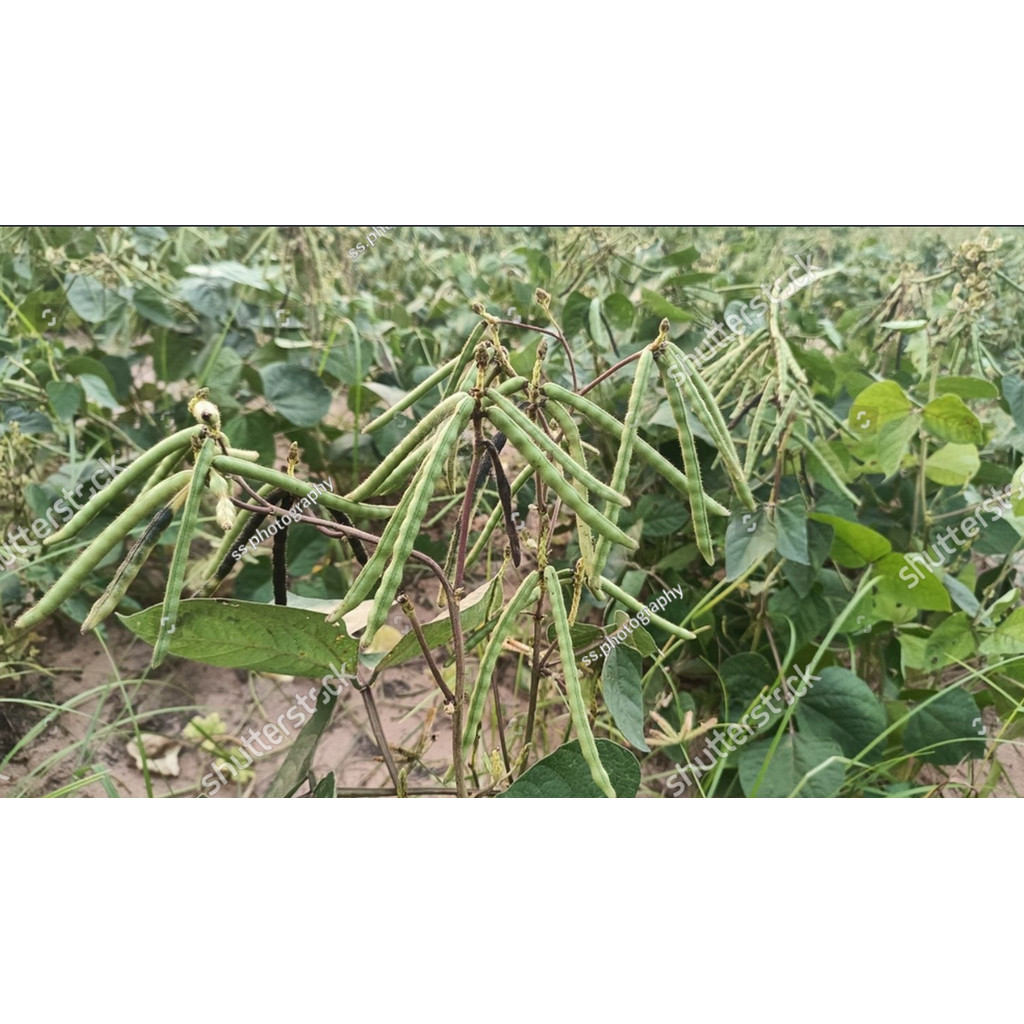 Bibit Biji BENIH KACANG HIJAU VIMA