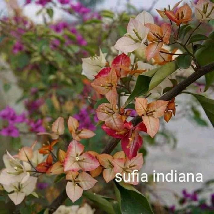 Tanaman Hias Bougenville Sufia Indiana / Pohon Bougenville Sufia