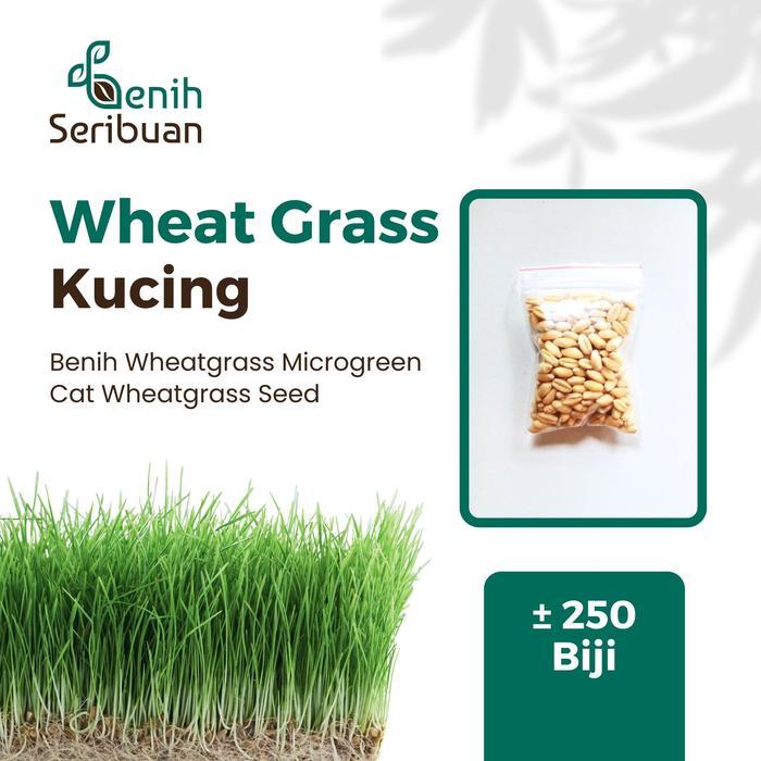 250 Benih Wheatgrass Organik Bibit Rumput Gandum Kucing Unggul Import - WHEATGRASS