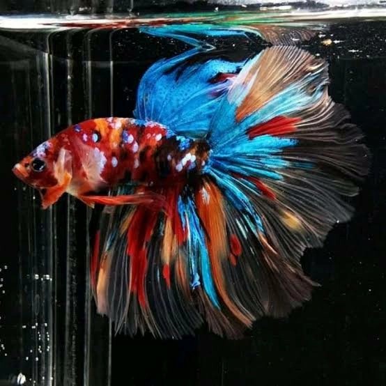Male Halfmoon Multicolour Hm Nemo/Hm Multi/hm warna bisa COD