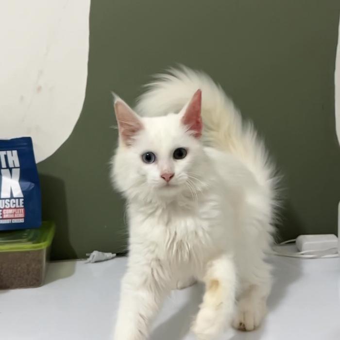 Kucing mainecoon odd eye nonped