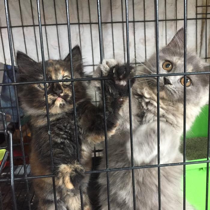 anak kucing persia medium betina