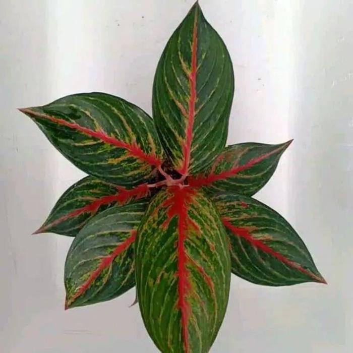 TANAMAN HIAS RED BORJU//AGLONEMA RED BORJU