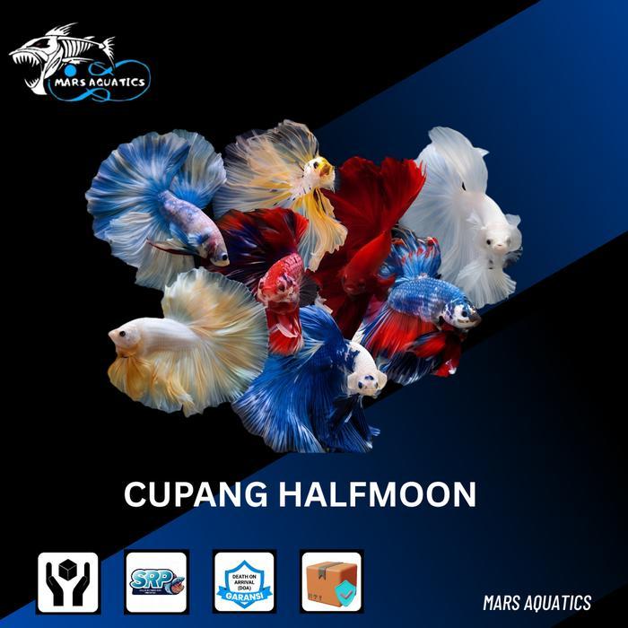IKAN HIAS IKAN CUPANG HALFMOON SLAYER  BETTA FISH HALF MOON