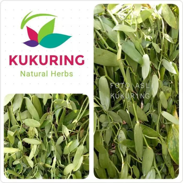 BIBIT PANILI METERAN VANILI VANILLA PLANIPOLIA VANILLI PER METER MURAH - 25 cm