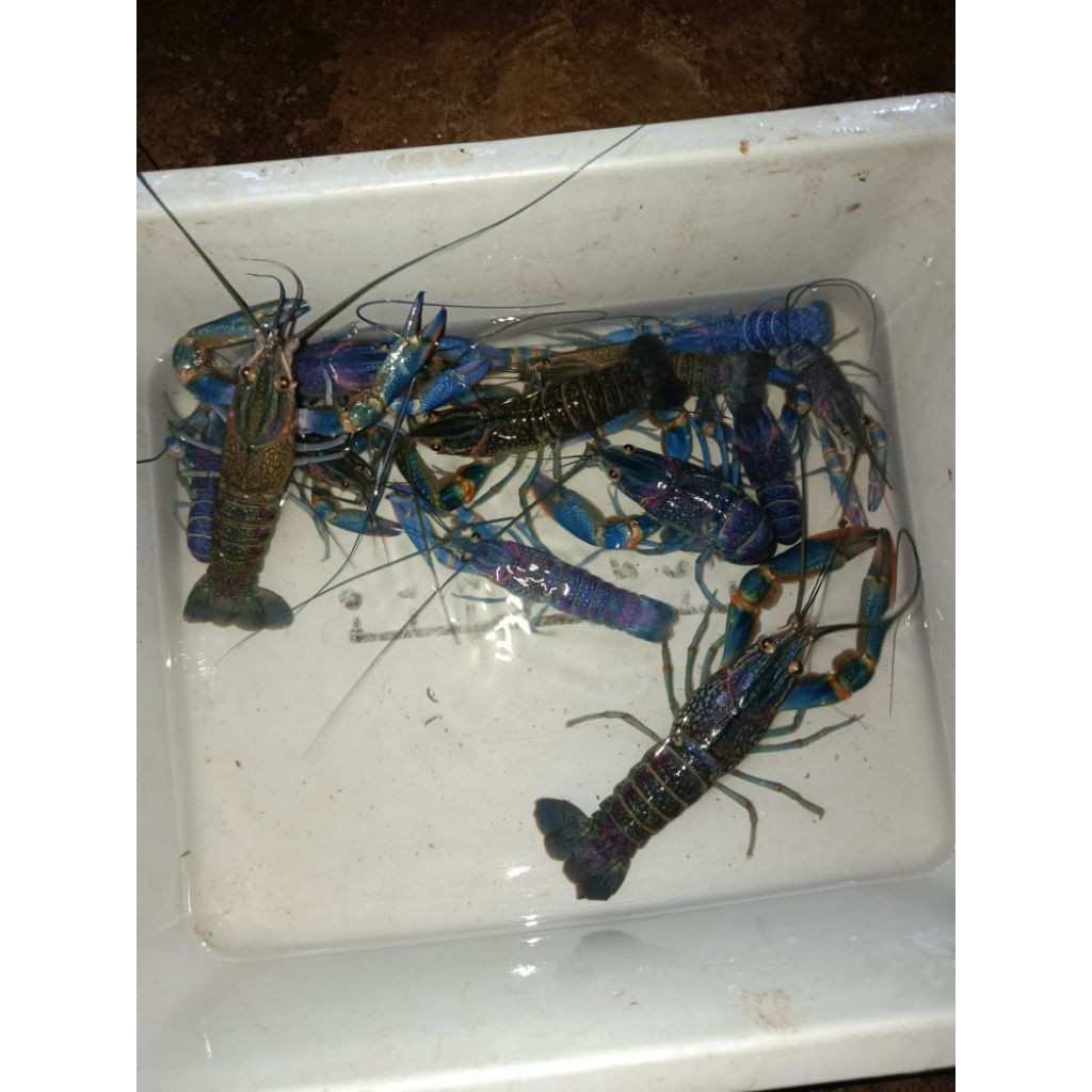 lobster air tawar red claw