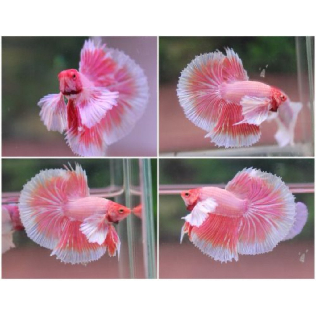 ikan cupang halfmoon dumbo ear pink real pict