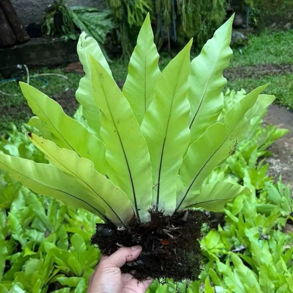 Tanaman Hias Tempel Kadaka Mini - Kadaka Mini Hutan - Kadaka Hijau Mini Cocok Di Tempel Di Pohon Ata