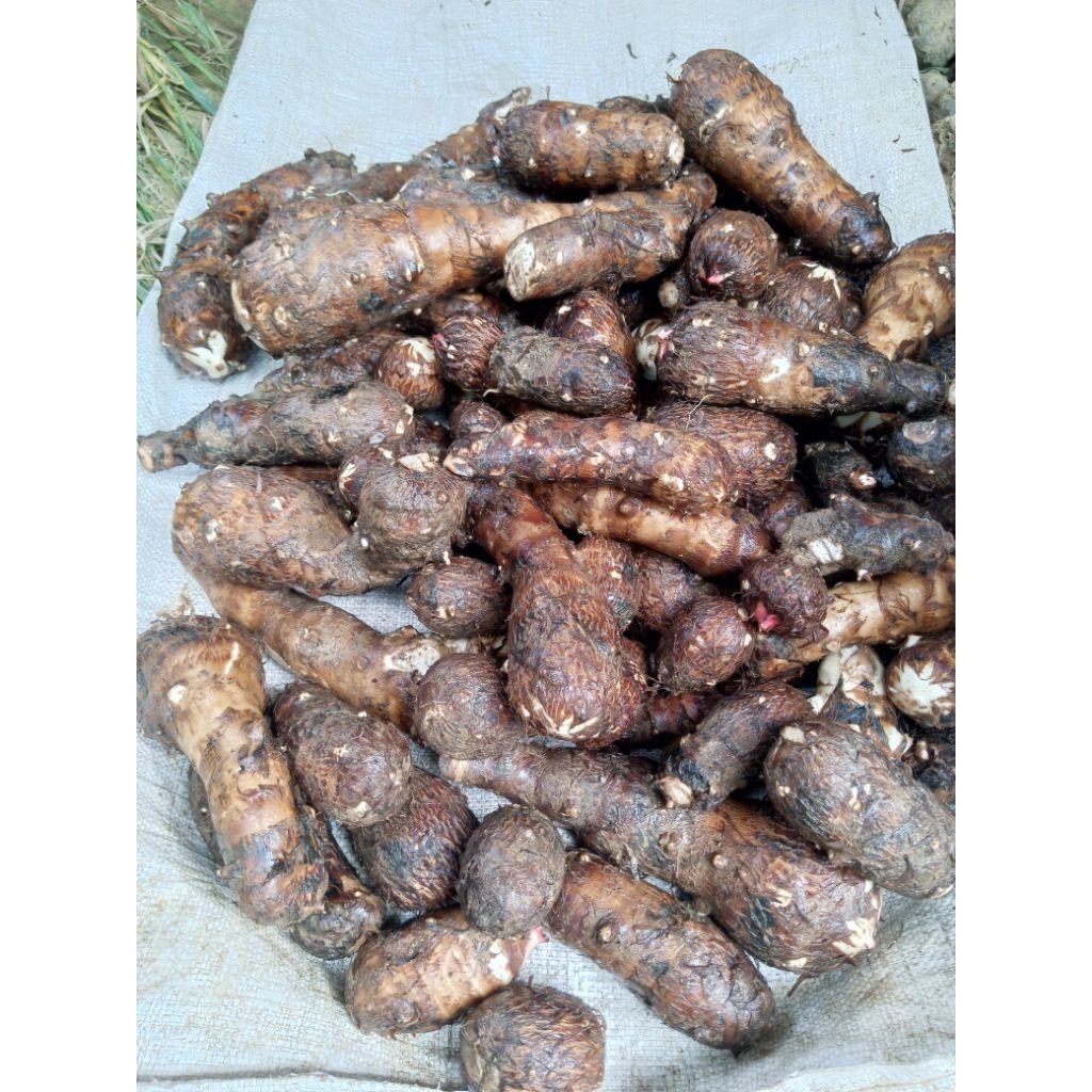 PROMO.. UMBI TALAS SEGAR 1 KG Talas mbote biasa buat keripik talas