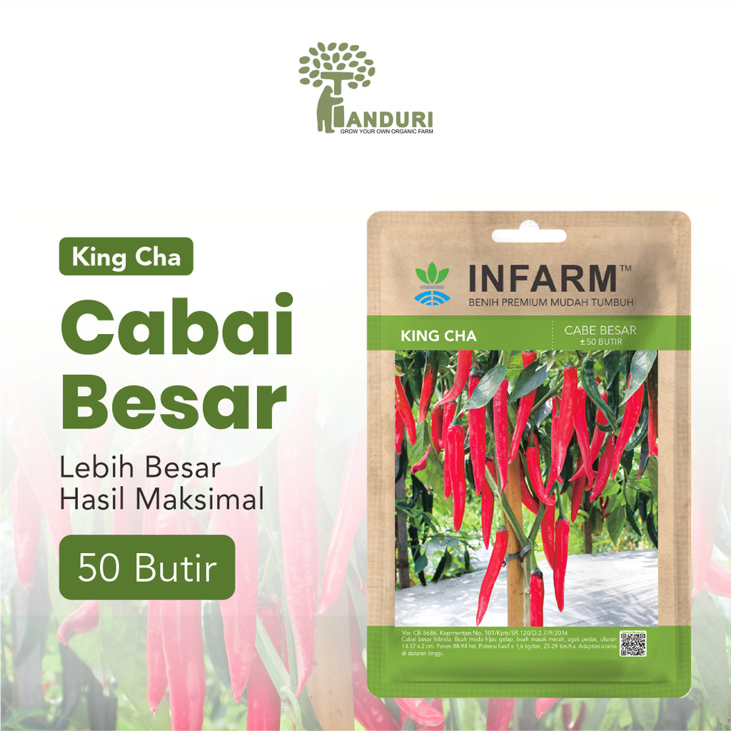 TANDURI - Benih Cabai Merah Besar King Cha, Benih Unggul Cabe Merah Besar Bibit Super Cabe Merah