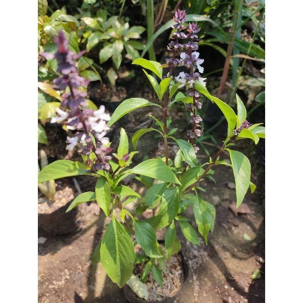 bibit Tanaman Thai basil / daun selasih basil / tanaman herbal Thailand kemangi Thailand