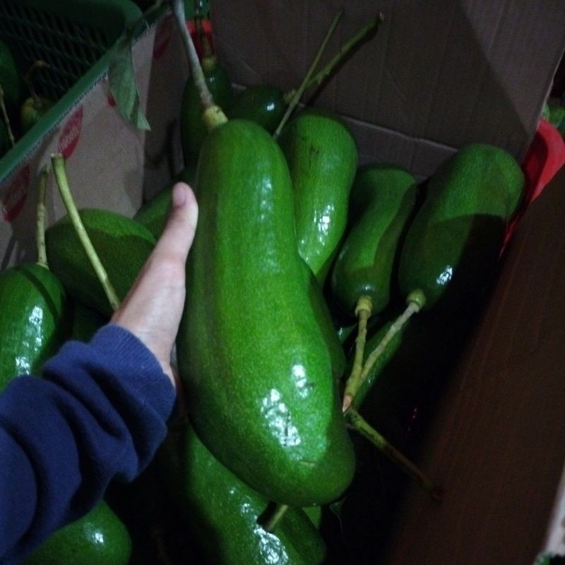 Alpukat Kelud Langka Asli Lereng Kelud Tekstur Lembut