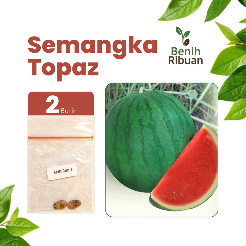 BENIH JAYA Benih Buah Semangka Merah Tanpa Biji Bibit Semangka Super Unggul Bibit Semangka Premium