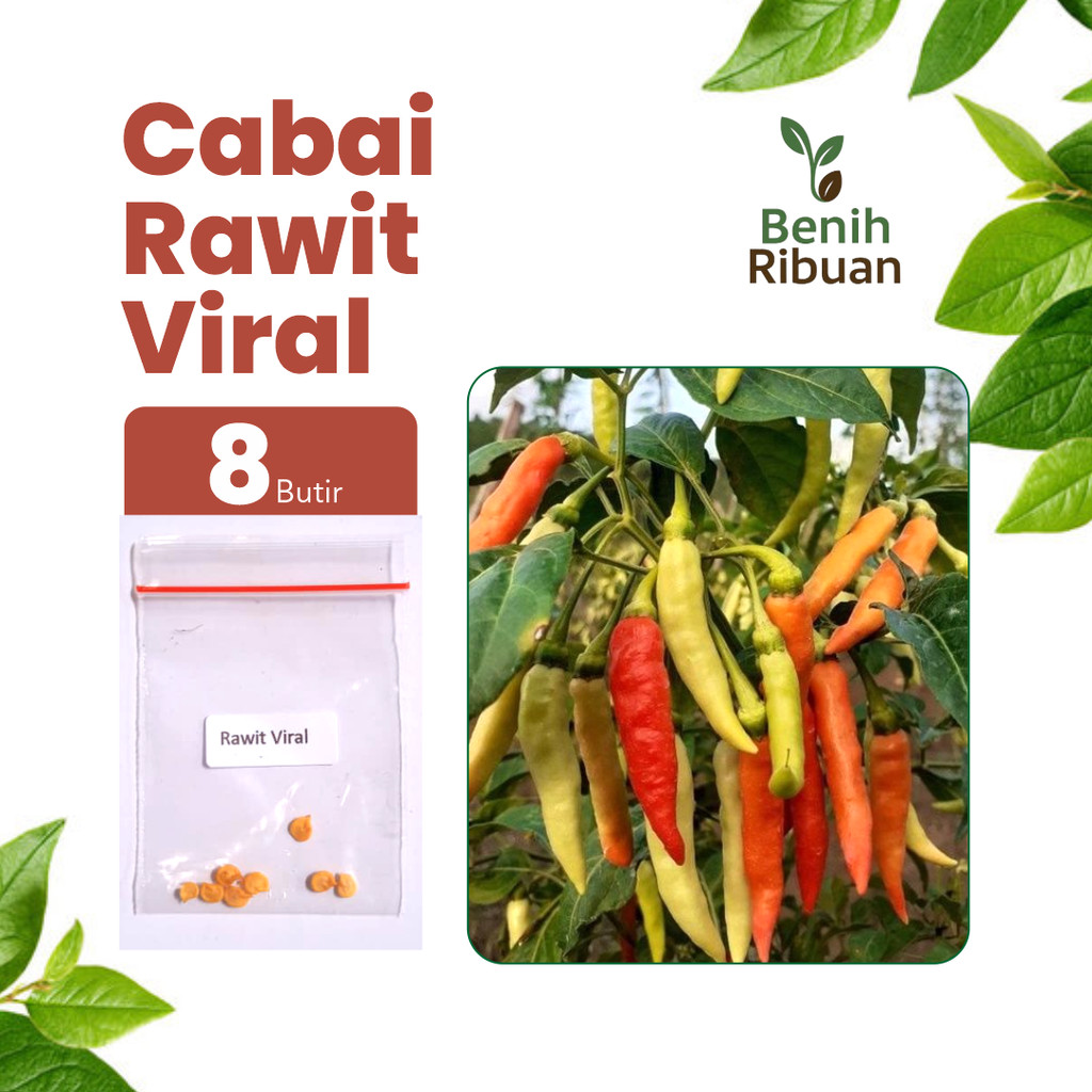 BENIH RIBUAN - Benih Cabai Rawit Viral, Bibit Cabe Rawit Unggul Bibit Cabe Super Pedas Premium