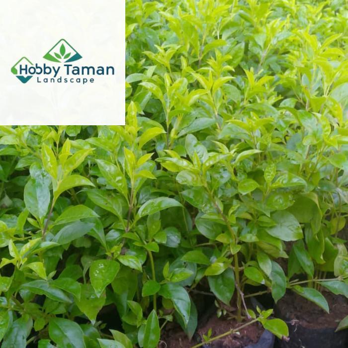 tanaman hias pangkas kuning - pohon pangkas kuning pagar