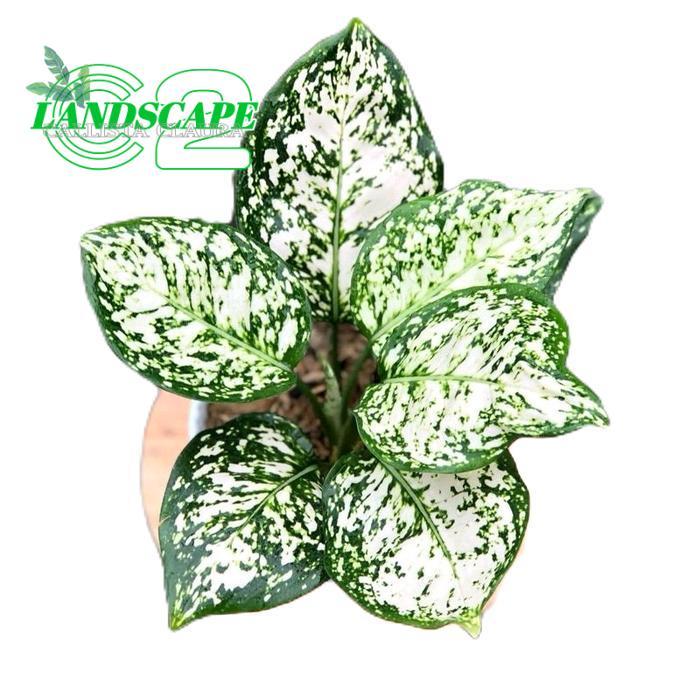 aglonema dud white - tanamanhias aglonema dud white - tanaman aglonema dud white Putih