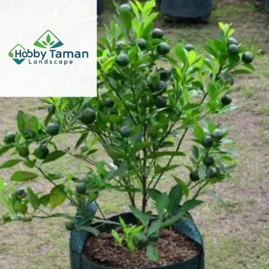 Pohon jeruk limau - pohon jeruk limo
