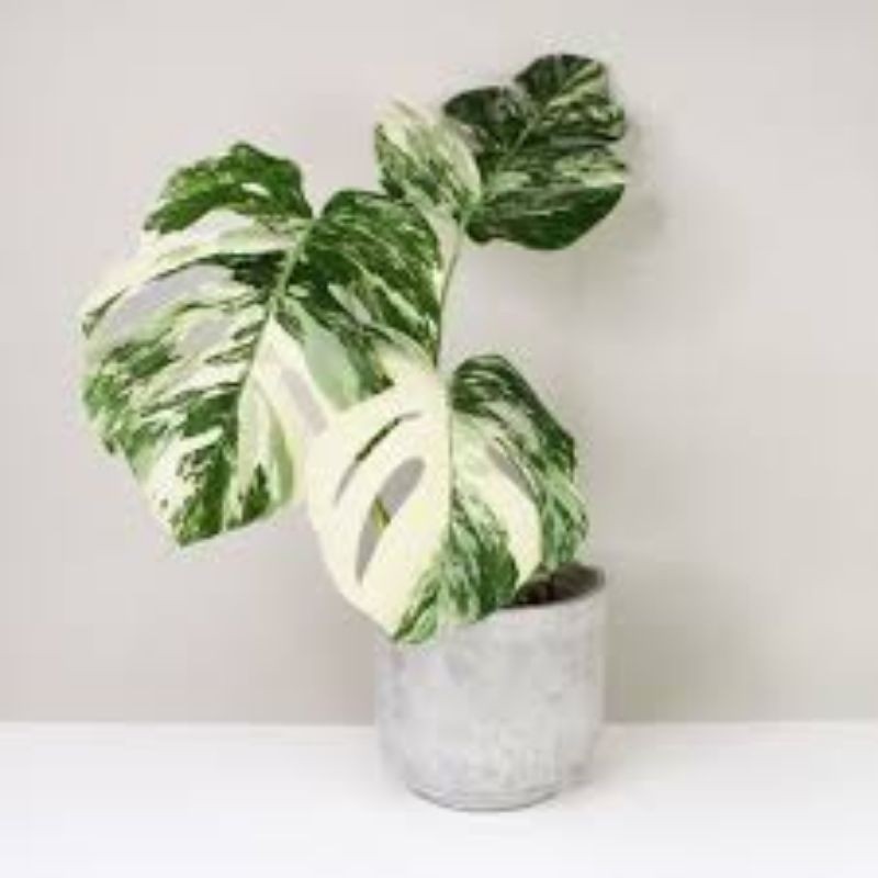 BONGGOL MONSTERA AMYDRIUM / DELICIOSA / VARIEGATA