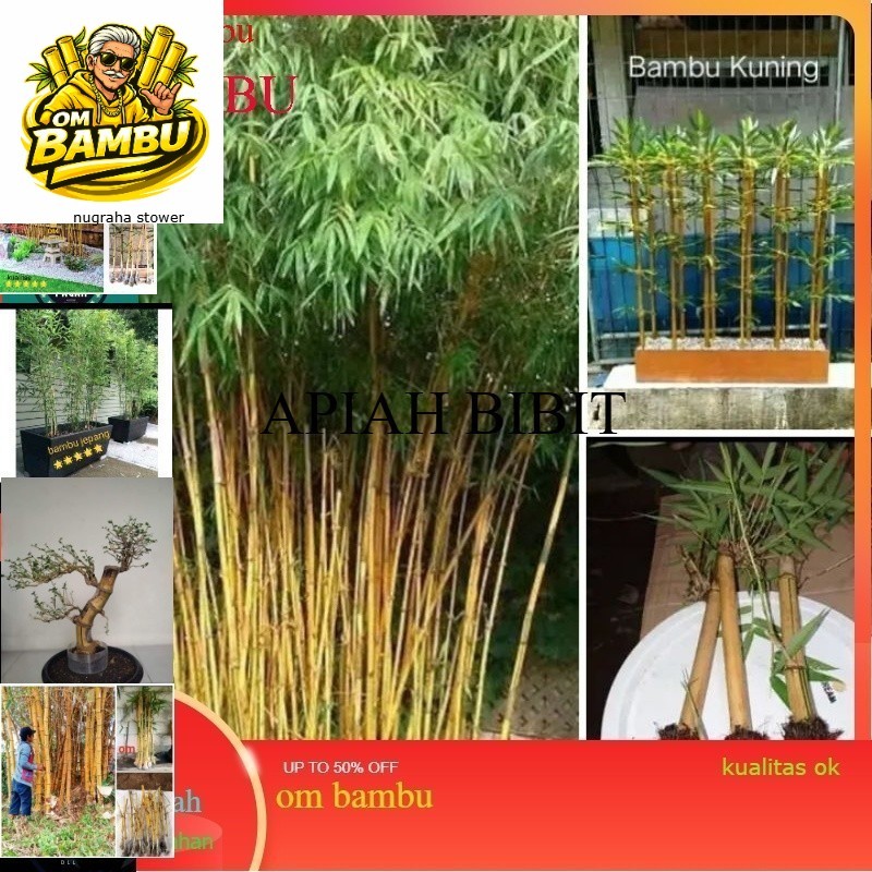 bibit bambu kuning/tanaman hias bambu kuning panjang promo 10 10