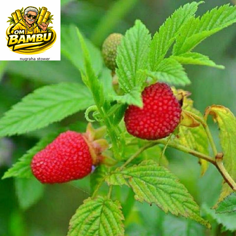 Bibit Raspberry Merah / Arbei Hutan