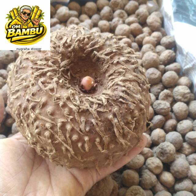 Bibit Umbi Porang Super 1 Kg Siap Tanam DM