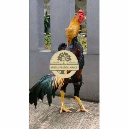 Telur ayam bangkok shamo taiwan / ayam petarung aduan siap ditetaskan
