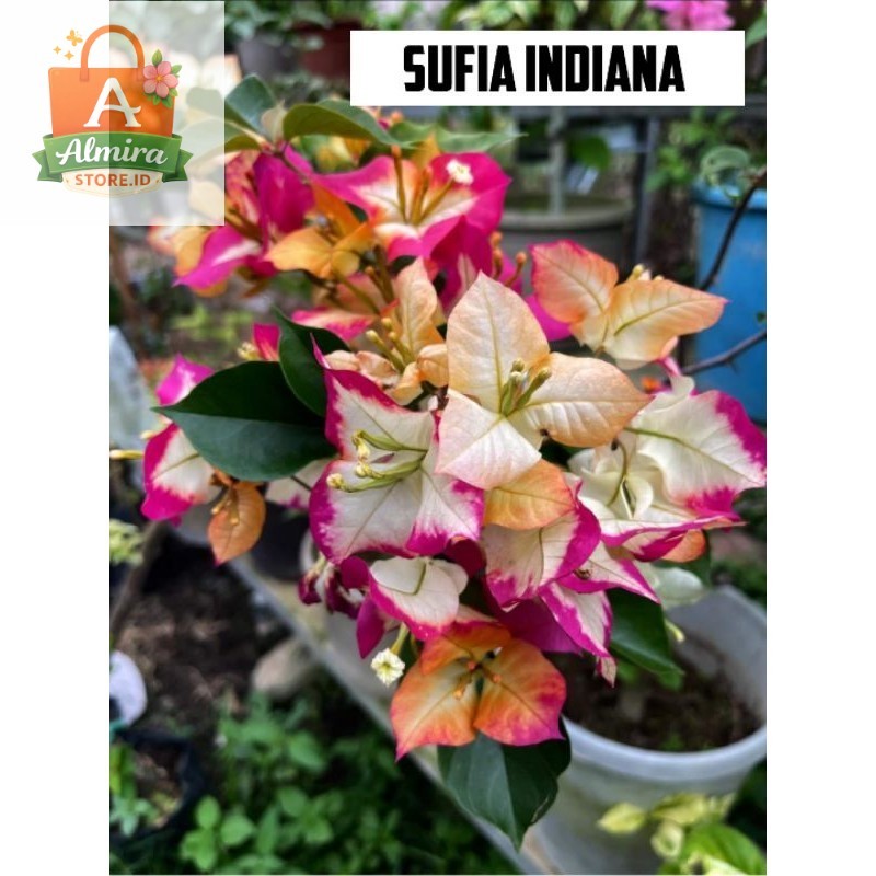 Bougenville sufia indiana