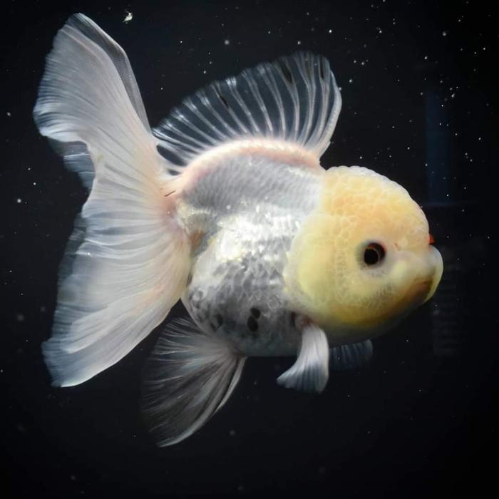 Oranda white jambul thailand 6-8 cm / ikan mas koki oranda jambul snow white