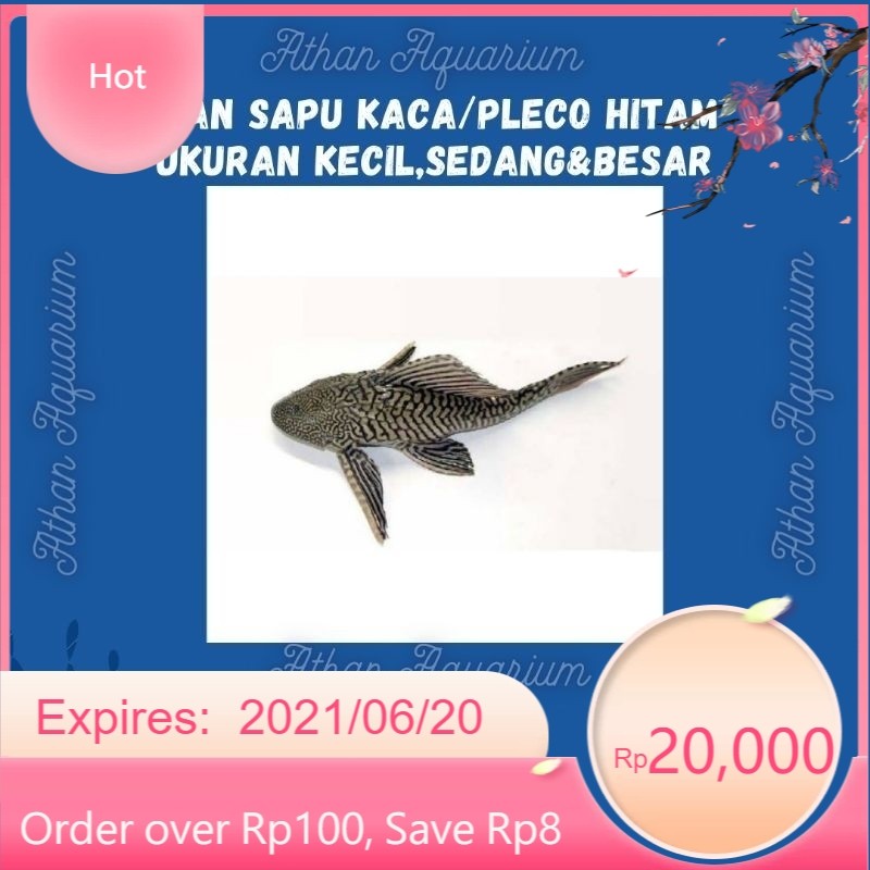 Ikan Sapu kaca hitam pembersih aquarium size kecil,sedang&besar uk 4-30cm